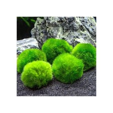 Pezzi marimo alga usato  Napoli
