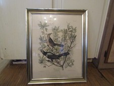 prints vintage 37 bird for sale prints vintage 37 bird for sale Prineville