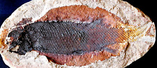 Poisson fossile perleidus d'occasion  La Roche-sur-Yon