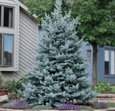 Picea pungens super for sale  SOUTHAMPTON