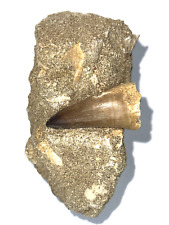 Echter dinosaurierzahn fossile gebraucht kaufen  Gronau
