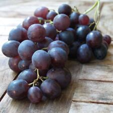 Weinrebe weinstock kyoho gebraucht kaufen  Detmold
