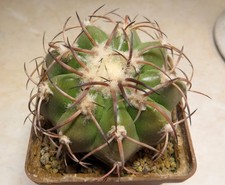 Pianta discocactus crystalloph usato  Spedire a Italy