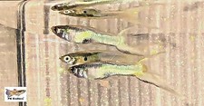 Endlers japan blue for sale  Weare