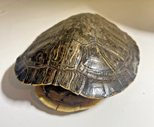 Real red eared for sale  Dallas