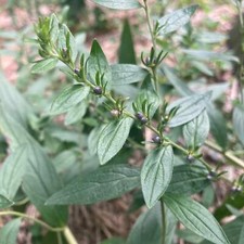 Redroot gromwell seeds for sale  Hotchkiss
