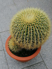 Goldkugelkaktus echinocactus g gebraucht kaufen  Sinsheim