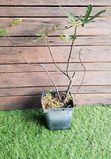 Ficus carica little d'occasion  Perpignan-