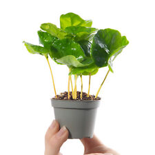Baby coffee plant for sale  UK