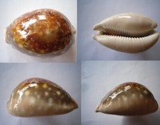 Rare cypraea lyncina d'occasion  Monts