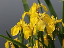Iris pseudacorus gelbe gebraucht kaufen Iris pseudacorus gelbe gebraucht kaufen  Waiblingen