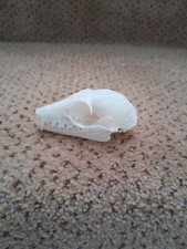 Taxidermy skeletons bones for sale  SAXMUNDHAM