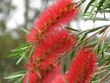 Bottlebrush callistemon plant for sale  MARCH