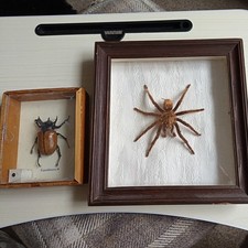 Vintage framed curly for sale  LEICESTER