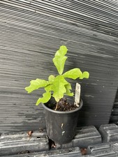 English oak for sale  Martin