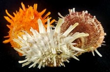 Spondylus barbatus seashell for sale  Raleigh