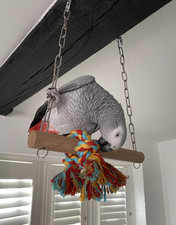 Parrot swing knotted for sale  CREWE