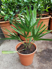 Everglades palm live for sale  USA