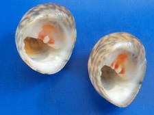 Nerita peloronta martinique d'occasion  Brioude