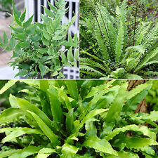 Evergreen hardy fern for sale  PETERBOROUGH