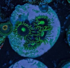 Blueberry fields polyp for sale  HOLMFIRTH