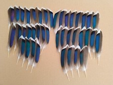 Mallard duck blue for sale  ALFORD