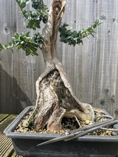 buxus tree for sale buxus tree for sale WARMINSTER