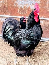 Black australorp hatching for sale  Fitzgerald