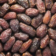 Medjool date palm for sale  LONDON