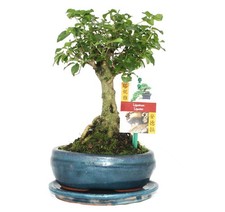 Bonsai chinesischer liguster gebraucht kaufen  Zweibrücken