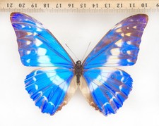 schmetterling morpho gebraucht kaufen schmetterling morpho gebraucht kaufen Mudersbach