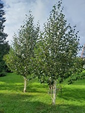Betula utilis jacquemontii gebraucht kaufen  Dillingen a.d.Donau