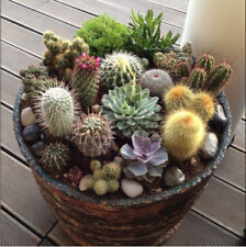 Succulents cactus crown for sale  HOUNSLOW