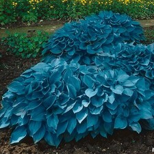 Garden state bulb for sale  New York