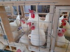Uova fecondate galline usato  Reggio Calabria