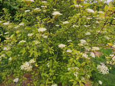 Organic black haw for sale  USA