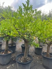 Zitronenbaum meyer citrus gebraucht kaufen  Miltenberg
