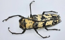 Cerambycidae doesburgia celebi gebraucht kaufen  Wadern