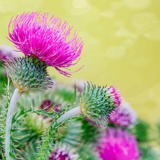 Milk thistle seeds for sale  Melbourne
