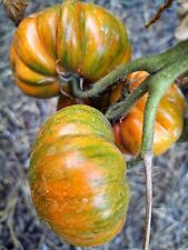 Pomodoro bastoncino polacco usato  Spedire a Italy
