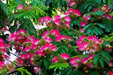 Live mimosa tree for sale  Oviedo