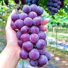 Purple grape seeds for sale  Staten Island