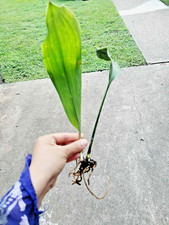 Cast iron plant for sale  Webster