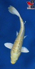 yamabuki ogon koi for sale yamabuki ogon koi for sale Claudville