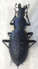 Carabus coptolabrus smaragdinu d'occasion  Paris XI