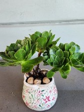 Lovely succulent plant for sale  San Francisco