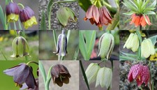 Fritillaria collection fritill for sale  SKELMERSDALE