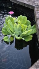 Pistia stratiotes jumbo for sale  PETERBOROUGH