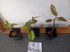 Avocado kaktusfeige gebraucht kaufen  Stutensee