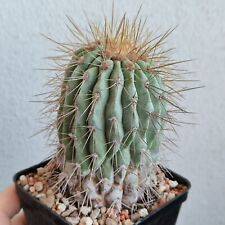 copiapoa cinerea usato  Modena